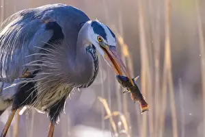 Catfish Prints: great blue heron (Ardea herodias) fishing