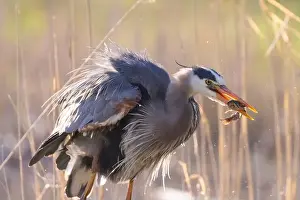 Catfish Prints: great blue heron (Ardea herodias) fishing