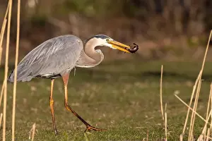 Catfish Prints: great blue heron (Ardea herodias) fishing