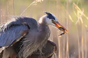 Catfish Prints: great blue heron (Ardea herodias) fishing
