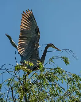 Awakening Prints: A great blue heron (Ardea herodias) gathers nesting material from a willow tree in Boise
