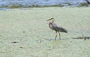 Wading Prints: A great blue heron Ardea herodias searches for food in a marsh