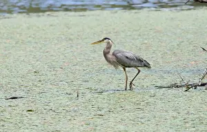 Wading Prints: A great blue heron Ardea herodias searches for food in a marsh