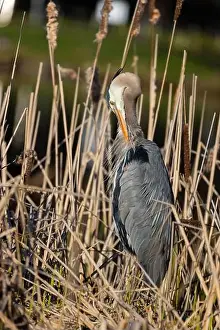 Blue Heron Prints: great blue heron (Ardea herodias) in spring