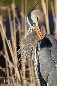 Blue Heron Prints: great blue heron (Ardea herodias) in spring