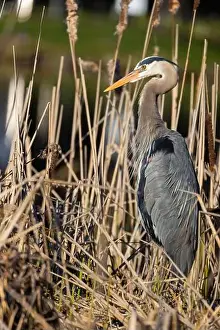 Blue Heron Prints: great blue heron (Ardea herodias) in spring