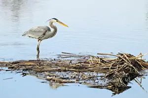 Large Bird Prints: Great Blue Heron Ardea herodias standing in ankle deep water with reeds in winter