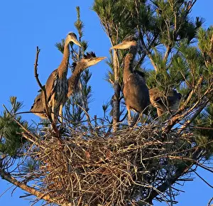 Great Blue Heron Prints: Great Blue Heron babies in the nest, Canada