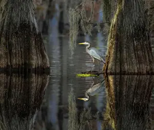 Southern Usa Prints: Great blue heron among bald cypress trees, Caddo Lake, Texas