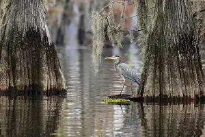 Southern Usa Prints: Great blue heron among bald cypress trees, Caddo Lake, Texas