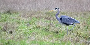 Washington State Prints: Great blue heron bird moving into open space with foot raised in profile with orange beak