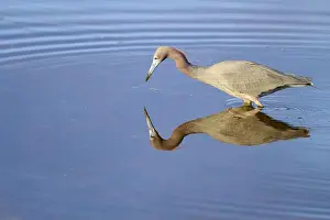 Mirroring Prints: Great Blue Heron (Egretta caerulea)
