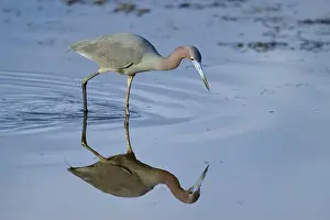 Natural Environments Prints: Great Blue Heron (Egretta caerulea)
