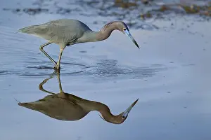 Natural Environments Prints: Great Blue Heron (Egretta caerulea)