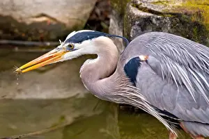 Migratory Bird Prints: Great blue heron feeds on fish and amphibians