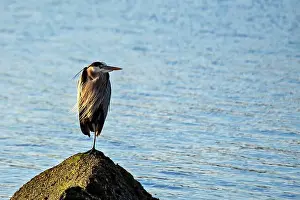 Migratory Bird Prints: Great blue heron feeds on fish and amphibians