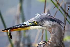 Migratory Bird Prints: Great blue heron feeds on fish and amphibians