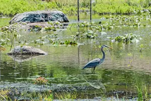Summer Day Prints: Great Blue Heron on a Fishing Excursion, Gettysburg PA USA