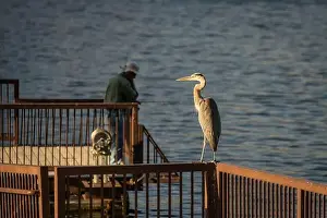 Ardea Prints: Great Blue Heron on the fishing pier at Saguaro Lake in the Sonoran Desert near Phoenix