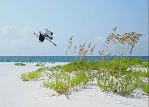 Florida Prints: Great Blue Heron Flies Over Beautiful White Sand Florida Beach