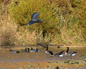 Gaggle Prints: A great blue heron flies over Canada geese that are swimming in an autumn pond