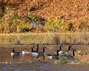 Gaggle Prints: A great blue heron flies over Canada geese that are swimming in an autumn pond
