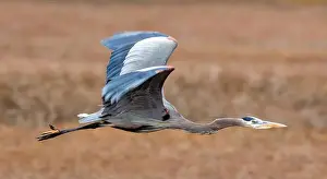 Santa Clara County Prints: Great Blue Heron flying over Alviso