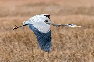 Santa Clara County Prints: Great Blue Heron flying over Alviso