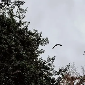 Cold Weather Prints: A Great Blue Heron flying over tall trees in Beacon Hill Park