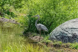 Summer Day Prints: Great Blue Heron, Gettysburg Pennsylvania USA