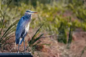 Blue Heron Prints: A great blue heron gracfully stands on the deck by the lake and hunts for his next meal