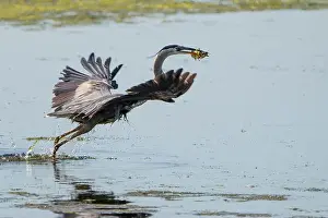 Ardea Prints: A great blue heron hunting for fishes in a marsh along the St. Lawrence River