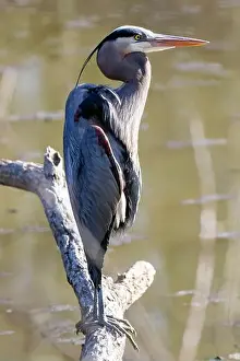Southwestern Prints: A Great Blue Heron isolated on a branch over a pond in Southwestern Ontario, Canada