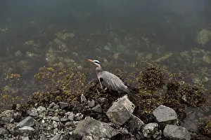 Dark Water Prints: A great blue heron patiently waits for fish on the rocky shore