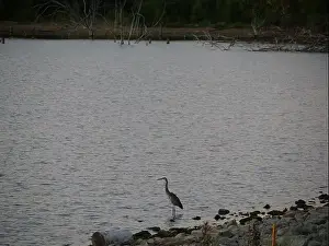 Midwestern Prints: Great Blue Heron on the Rocky Shore of Hillsdale Lake in Miami County Kansas