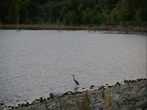 Midwestern Prints: Great Blue Heron on the Rocky Shore of Hillsdale Lake in Miami County Kansas