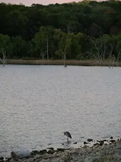Midwestern Prints: Great Blue Heron on the Rocky Shore of Hillsdale Lake in Miami County Kansas