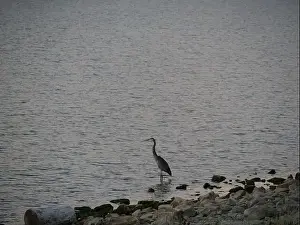 Midwestern Prints: Great Blue Heron on the Rocky Shore of Hillsdale Lake in Miami County Kansas