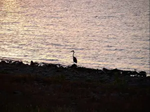 Midwestern Prints: Great Blue Heron on the Rocky Shore of Hillsdale Lake in Miami County Kansas
