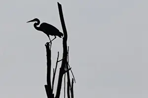 Dead Tree Prints: A Great Blue Heron silhouetted perched on a dead tree over a pond in Southwestern Ontario