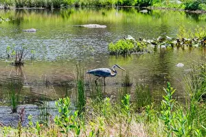 Fluvial Landforms Of Streams Prints: Great Blue Heron Spots a Fish, Gettysburg PA USA