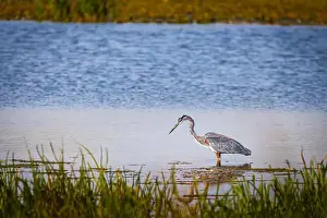 Blue Heron Prints: A great blue heron standing in a river with fall colors reflected in the water on an early morning in September