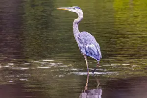 Blue Heron Prints: A great blue heron standing in a river with fall colors reflected in the water on an early morning in September