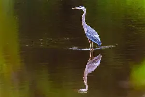 Blue Heron Prints: A great blue heron standing in a river with freflection in the water on an early morning in September