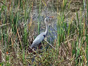 Wild Bird Prints: Great Blue Heron surrounded by the tall grasses of the Everglades, Florida