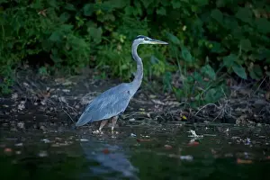 Ottawa Prints: A Great Blue Heron wades in the Rideau River in Ottawa, Canada