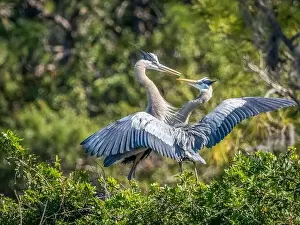 Two Great Blue Herons interacting with each other at the Venice Audubon Bird Rookery in venice Florida USA