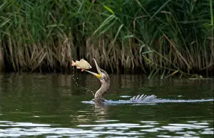 Catching Prints: Great cormorant (phalacrocorax carbo) catching a fish on the River Bure in Norfolk Broads