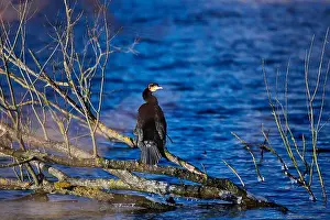 Cormorants Prints: A great cormorant (Phalacrocorax carbo) sitting on a branch above clear blue water