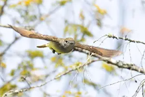 Leaving Prints: great crested flycatcher in flight